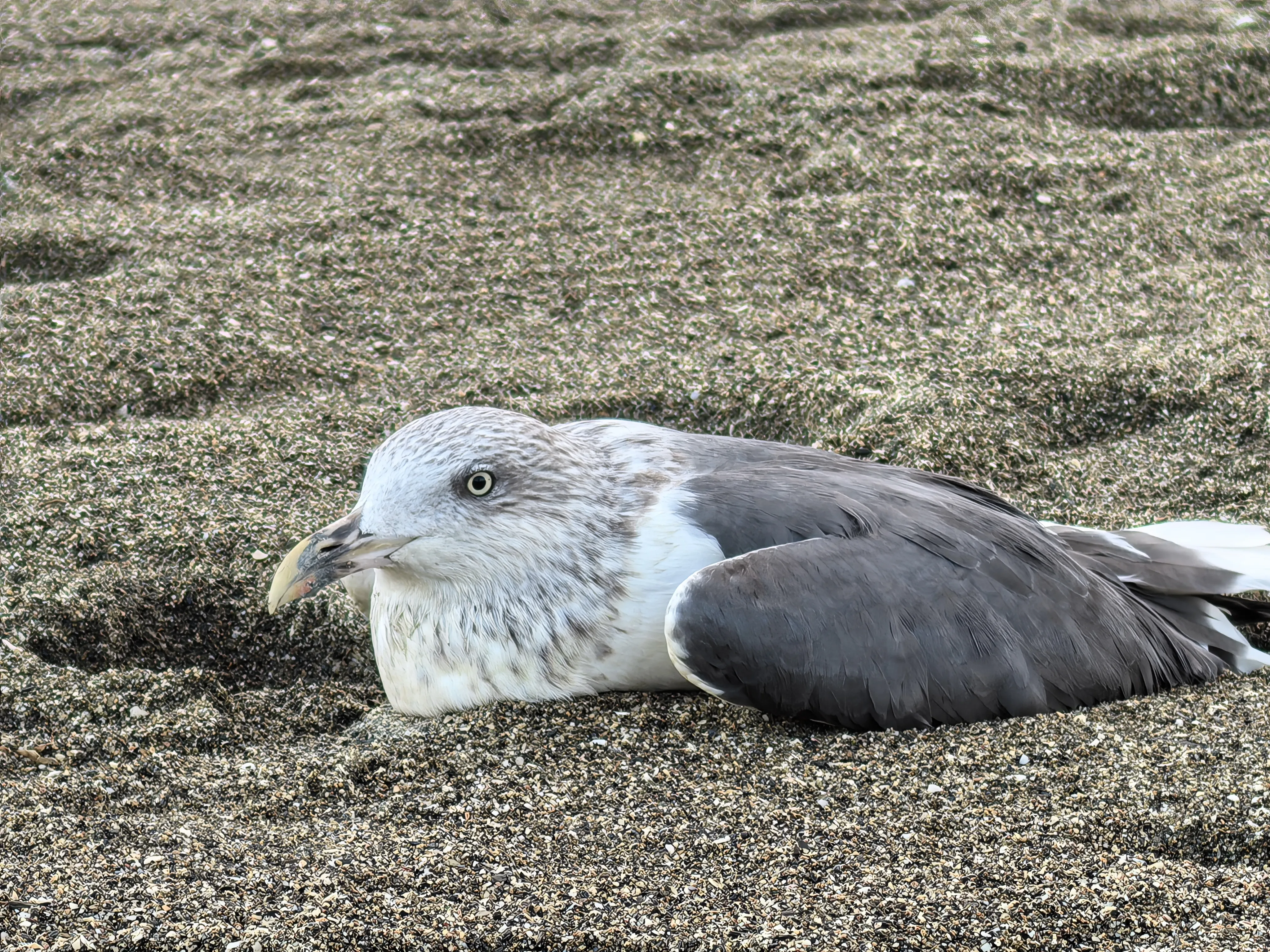 HUAWEI Pura 70 Ultra - System Aparatów - IMG_20251117_173923.webp